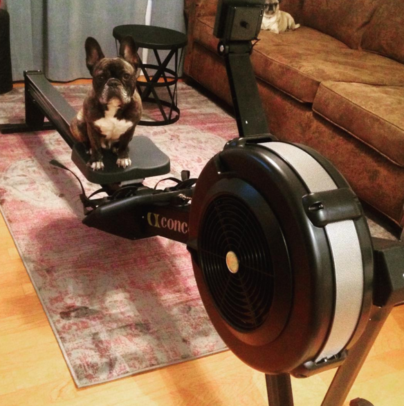 frenchie rower concept2